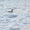 plongeon-imbrin2