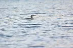 Plongeon imbrin