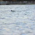 Plongeon imbrin