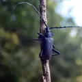cerambyx-cerdo
