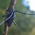 Cerambyx cerdo