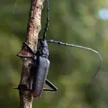 cerambyx-cerdo-2