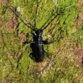 cerambyx-cerdo-4