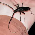 cerambyx-cerdo-5