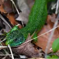 lacerta-2