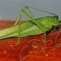 tettigonia-viridissima-d.1