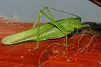 Sauterelle verte