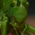 Sauterelle verte