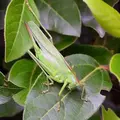 Sauterelle verte