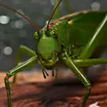 tettigonia-viridissima-a