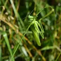 tettigonia-viridissima-e