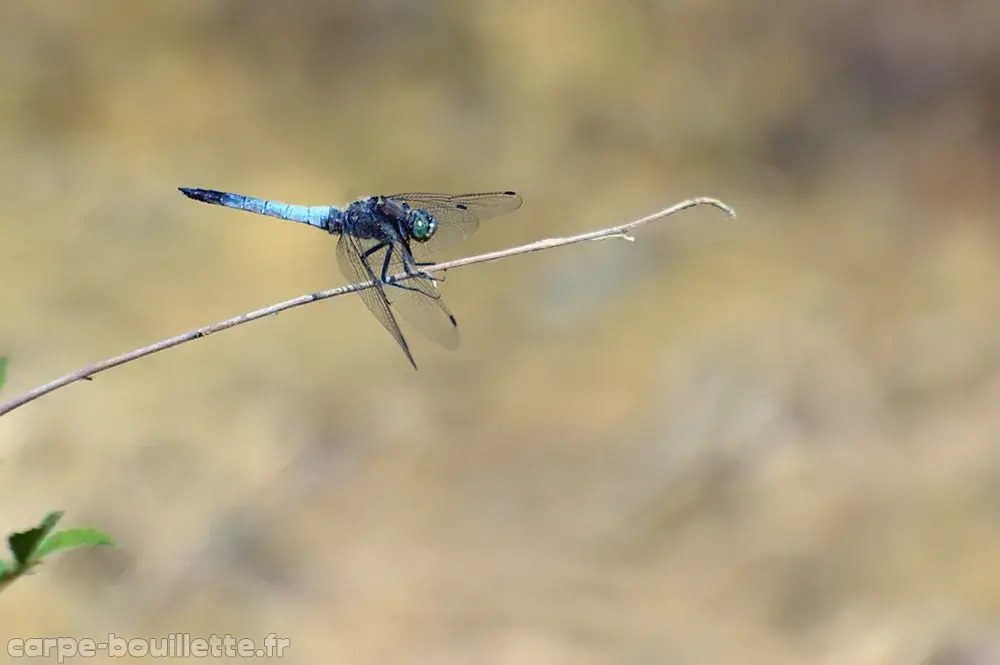 orthetrum-cancellatum.webp