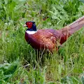 phasianus-colchicus-3