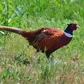 phasianus-colchicus