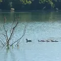 cane-canetons1