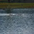 Oisons (oies cendrées)