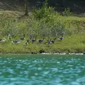 oies-oisons-4