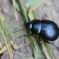 timarcha-tenebricosa