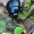 timarcha-tenebricosa-1