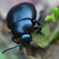 Chrisomèle noire