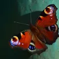 Aglais-io-a