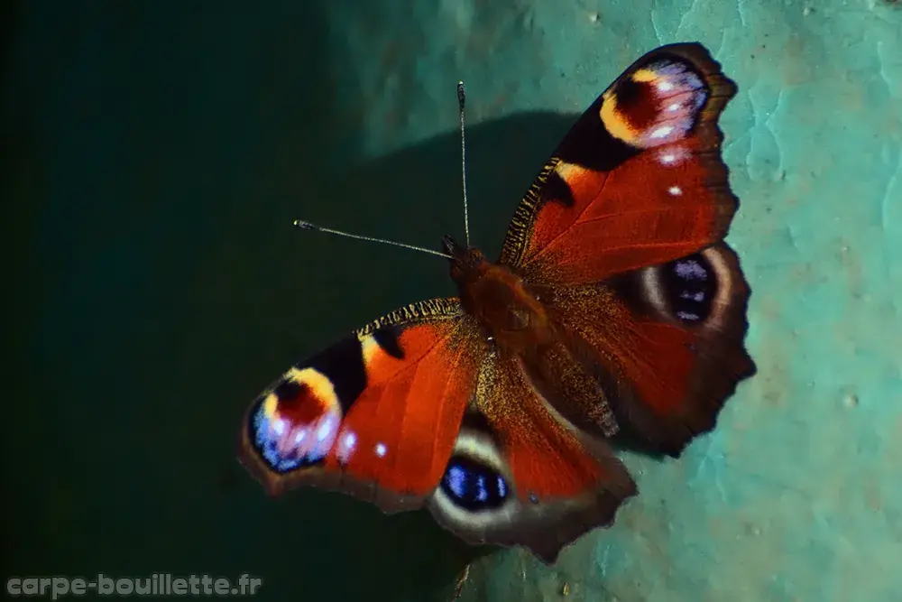 Aglais-io-a.webp