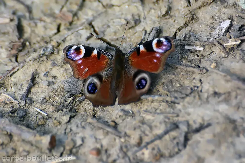 Aglais-io-c.webp