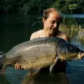 Carpe commune