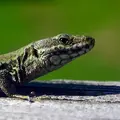 Lézard des murailles