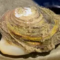 anodonta-cygnea-3