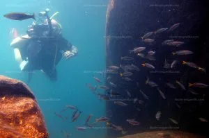 Plongée dans le lac Tanganyika Plongée dans le lac Tanganyika