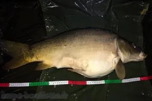 Carpe de 12.5 kg (Fades-Besserve)