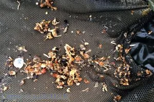 Carapaces d'écrevisses aux Fades Besserves