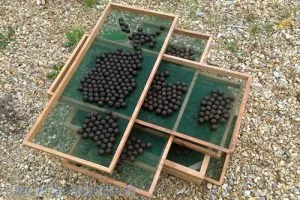 Bouillettes au séchage. Bouillettes au séchage.