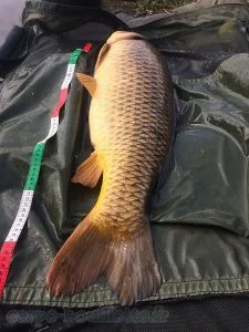 Carpe commune de Rabodanges.