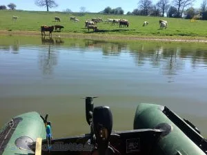 Vaches et leurs veaux à Rabodanges.