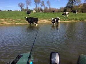 Vaches s'abreuvant à Rabodanges.
