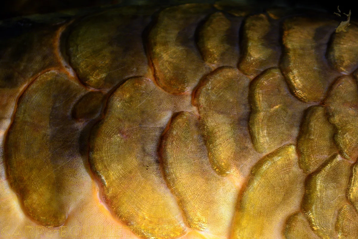 écaillure écaillage