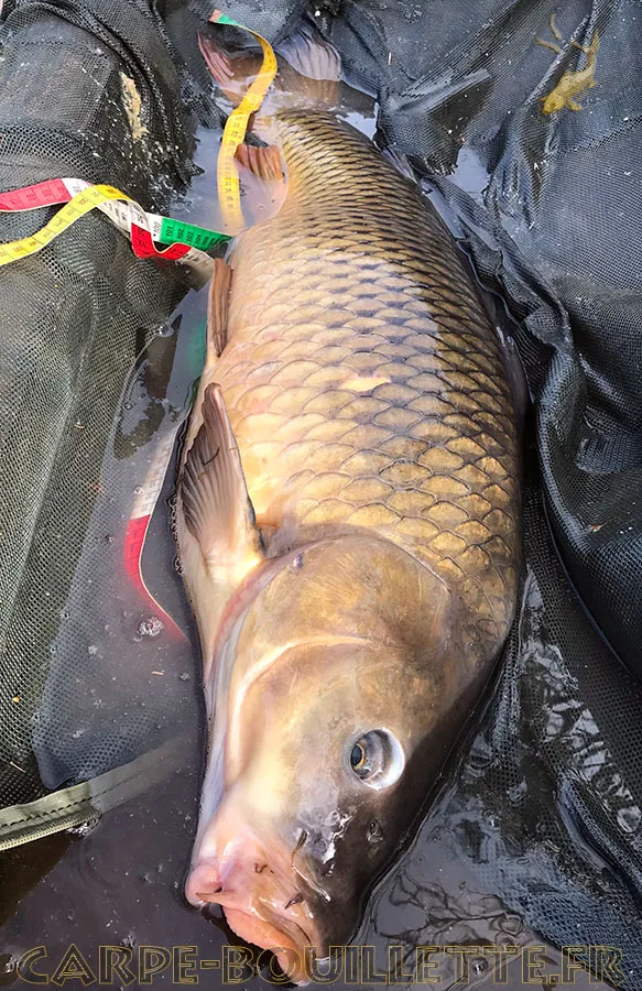 Carpe commune de 11.3 kg