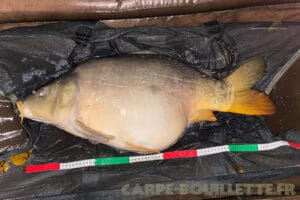 Carpe de 14.4kg